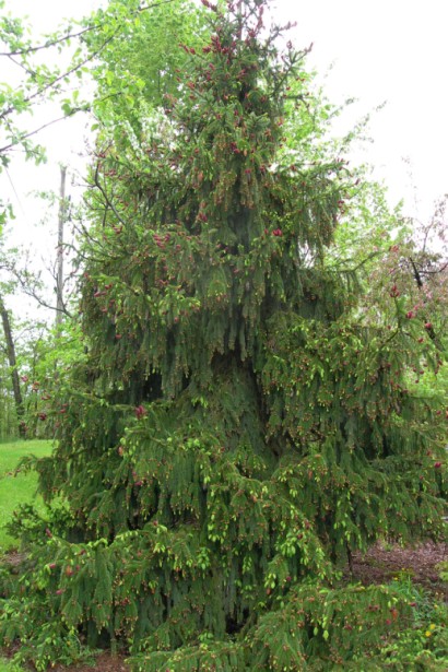  Picea abies Acrocona